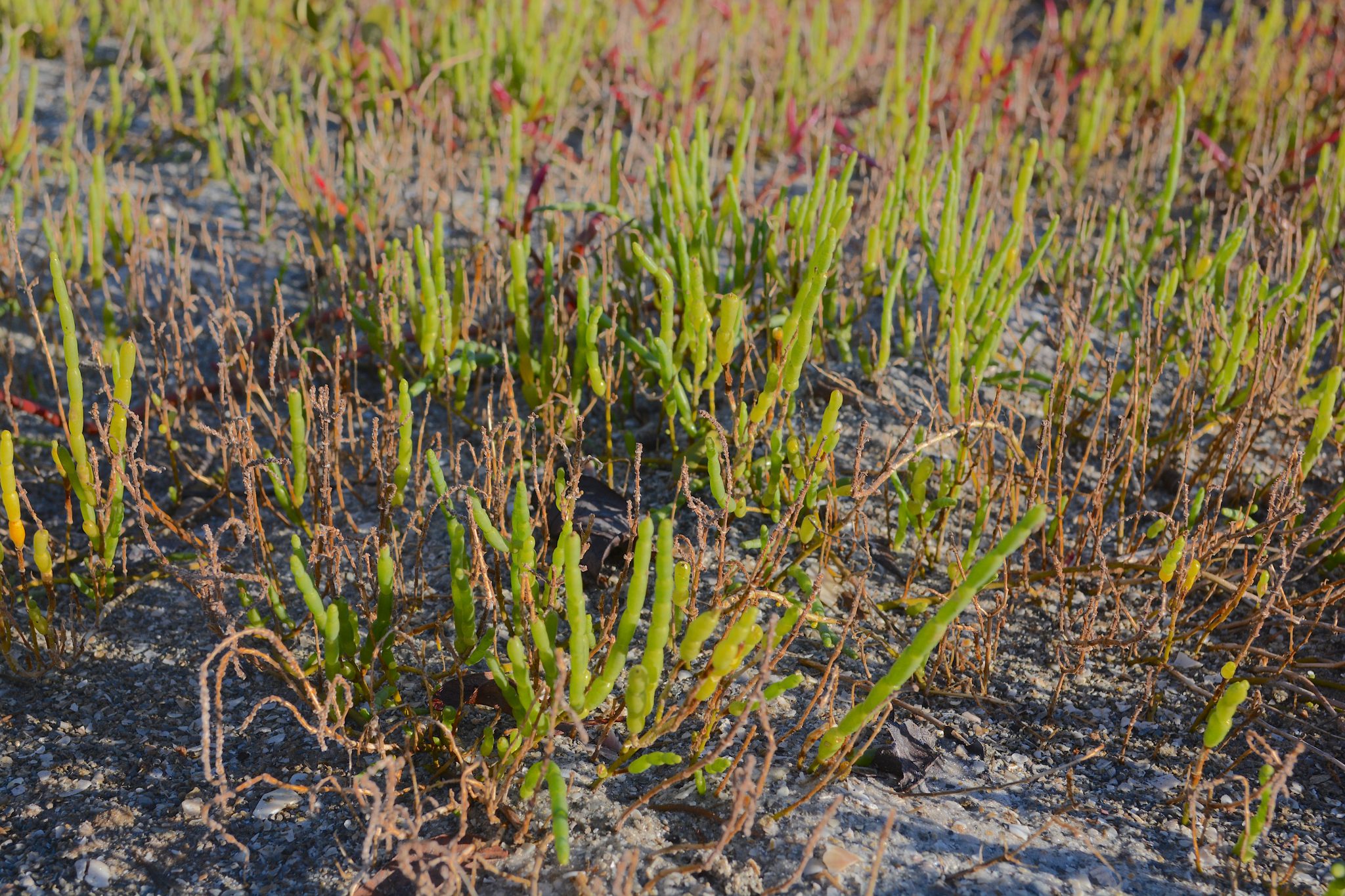 Glasswort Galore Eat The Weeds And Other Things Too