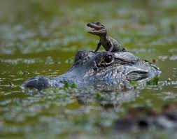 alligator baby