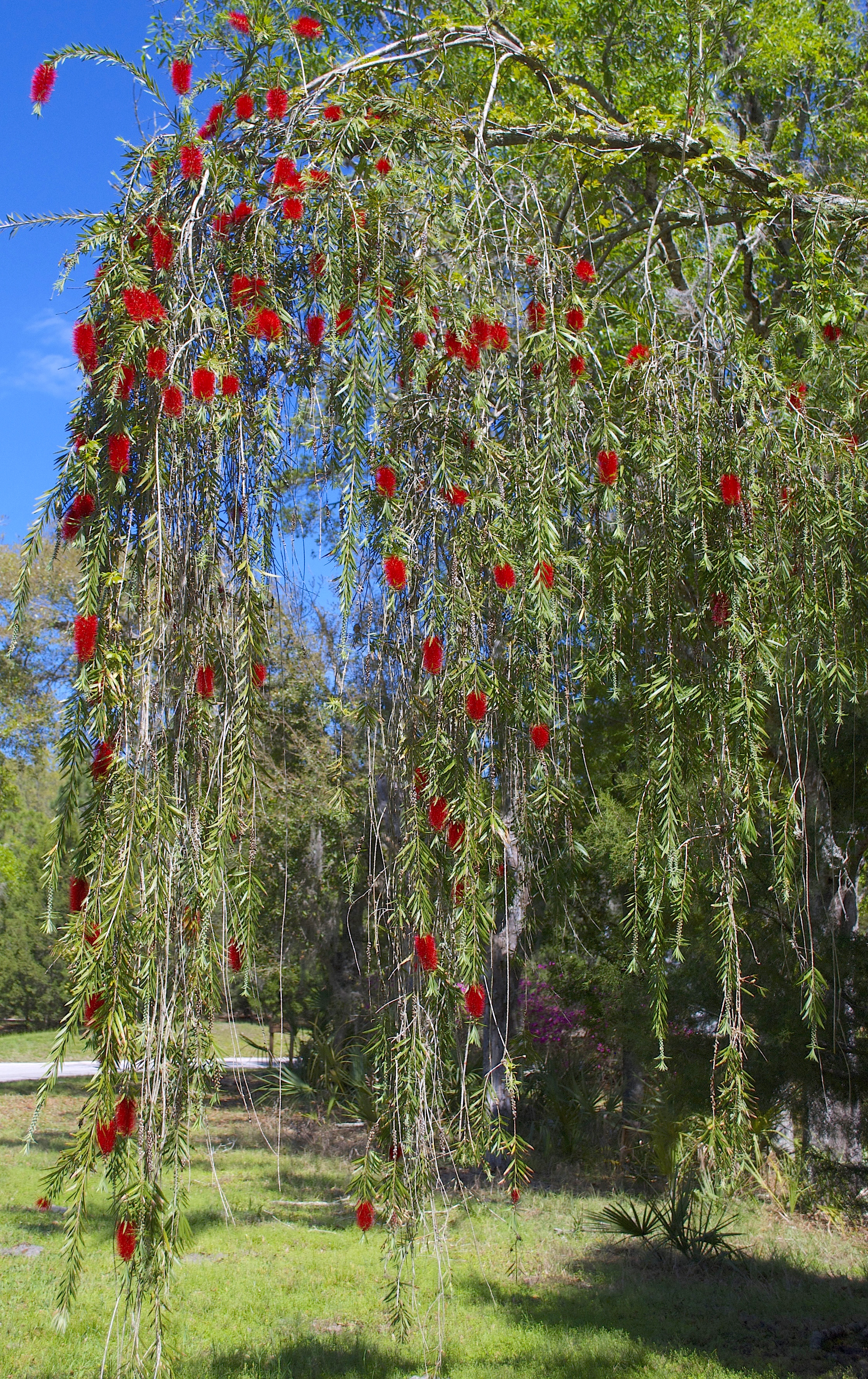 skinny bottle brush