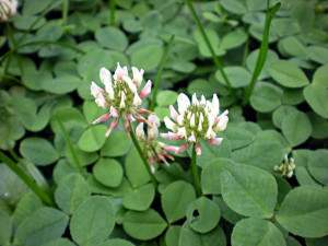 is white clover toxic to dogs
