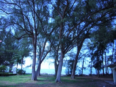 Image result for images pine trees australia