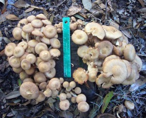 Florida Mushroom Identification Chart