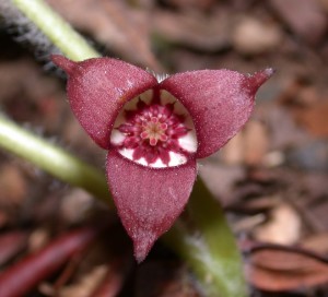 Wild Ginger Blossom does not have petals only sepals. 