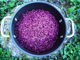 is beautyberry poisonous to dogs