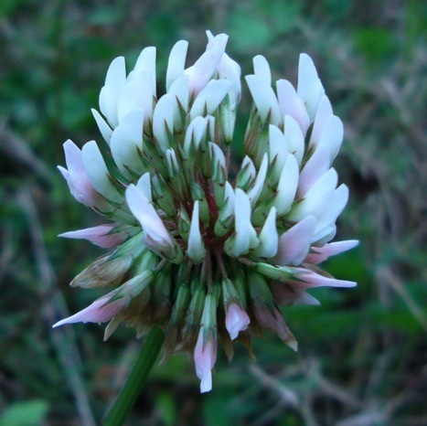 is white clover toxic to dogs