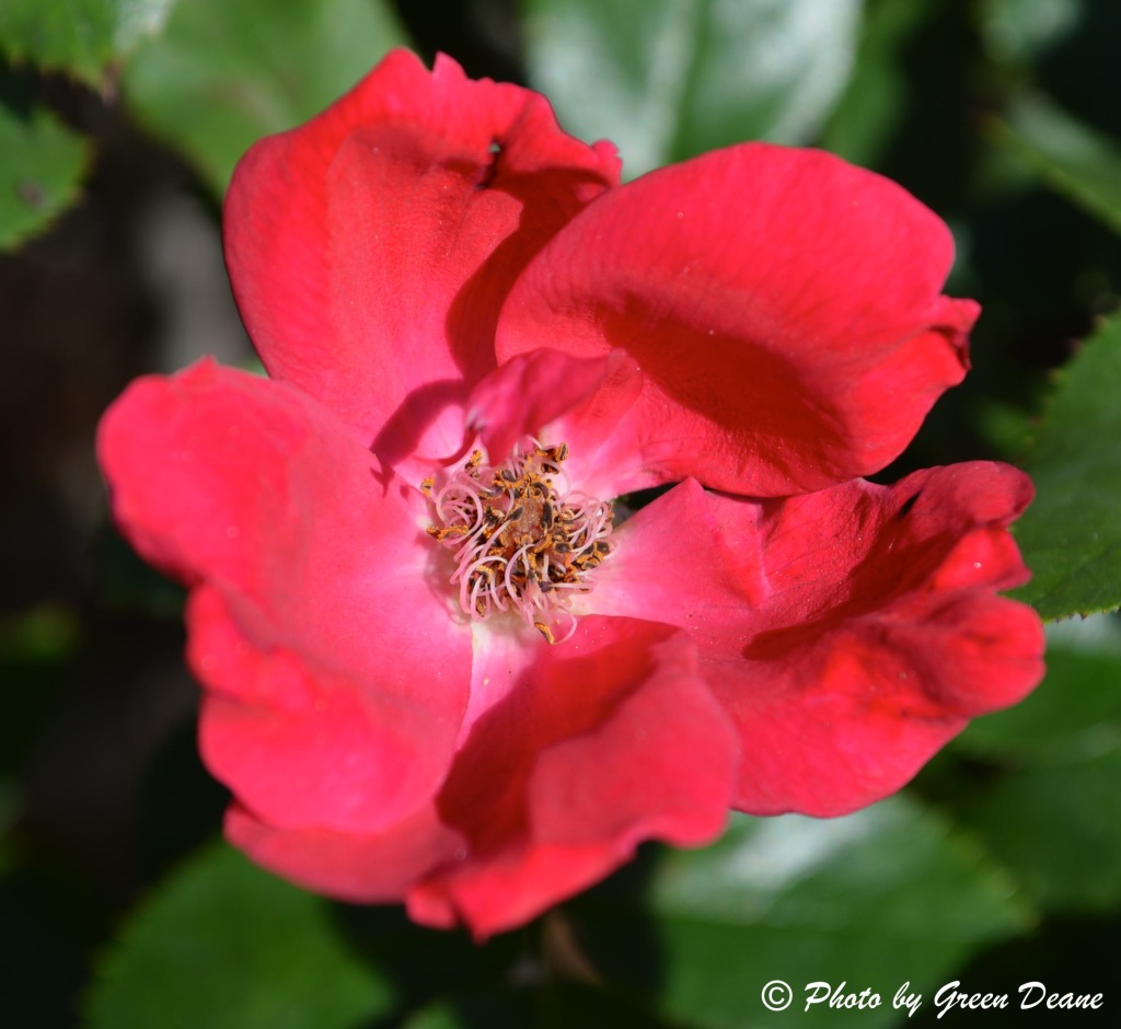 Roses have the classic five petals. Photo by Green Deane