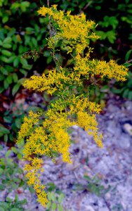 Goldenrod is Ruderal. What's that mean? Read the article. Photo by Green Deane