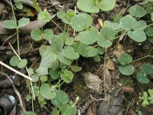 Drymaria Cordata, West Indian Chickweed