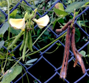 Hairy Cow Pea is a climbing vine found near water. Photo by Green Deane