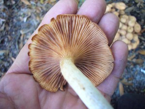 mushroom-identification-guide-florida