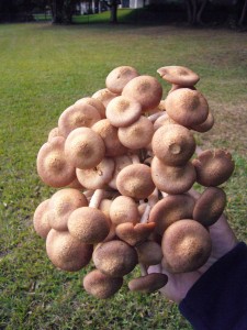 Florida Mushroom Identification Chart