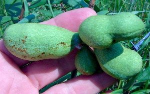 Unripe paw paws. Photo by Green Deane