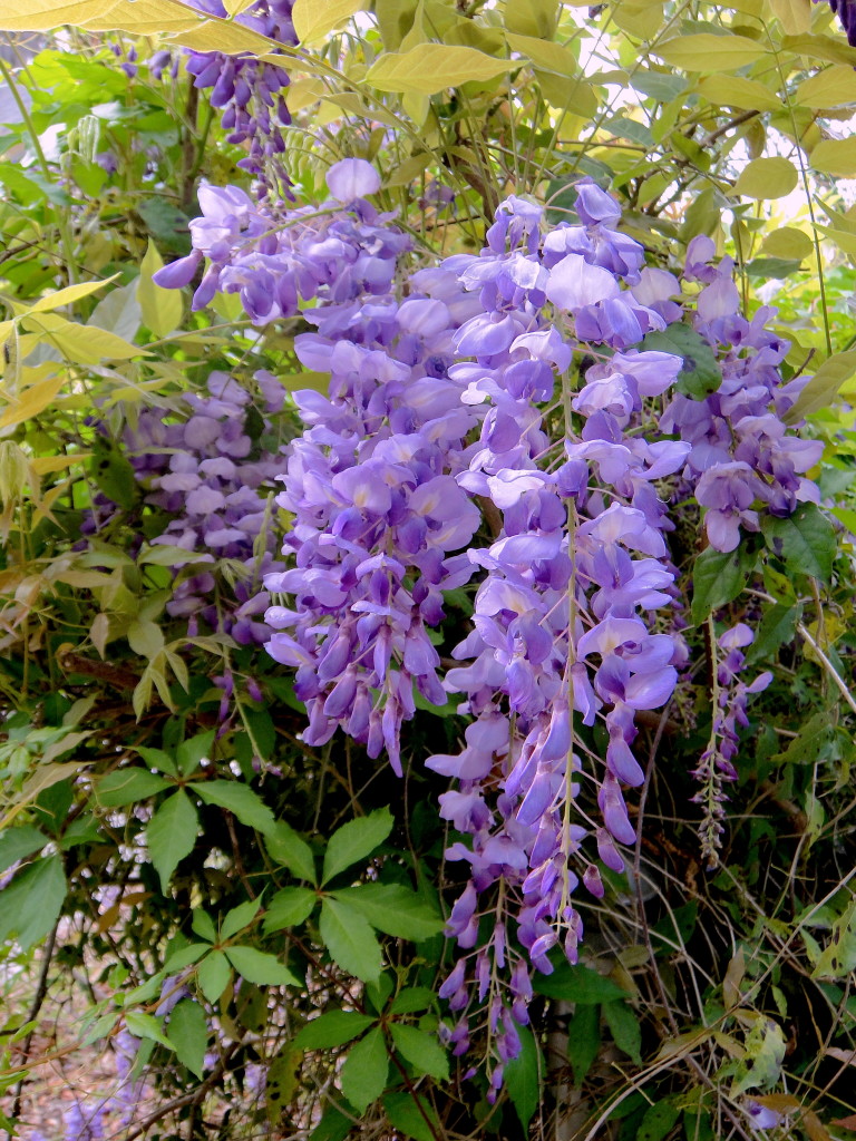 Wisteria Criteria Eat The Weeds And Other Things Too