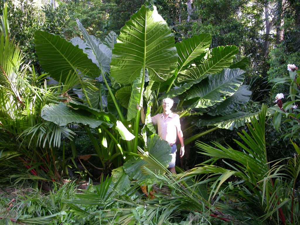 Giant Taro - Eat The Weeds and other things, too