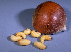 Chestnut Weevil Larva