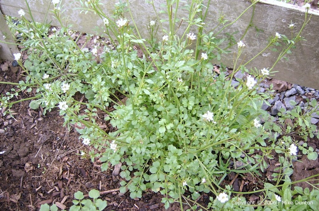 wild garden cress going to flower