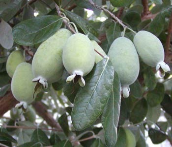 are-feijoas-poisonous-to-dogs