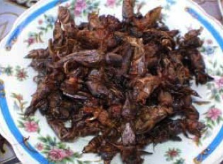 Sauteed mole cricket