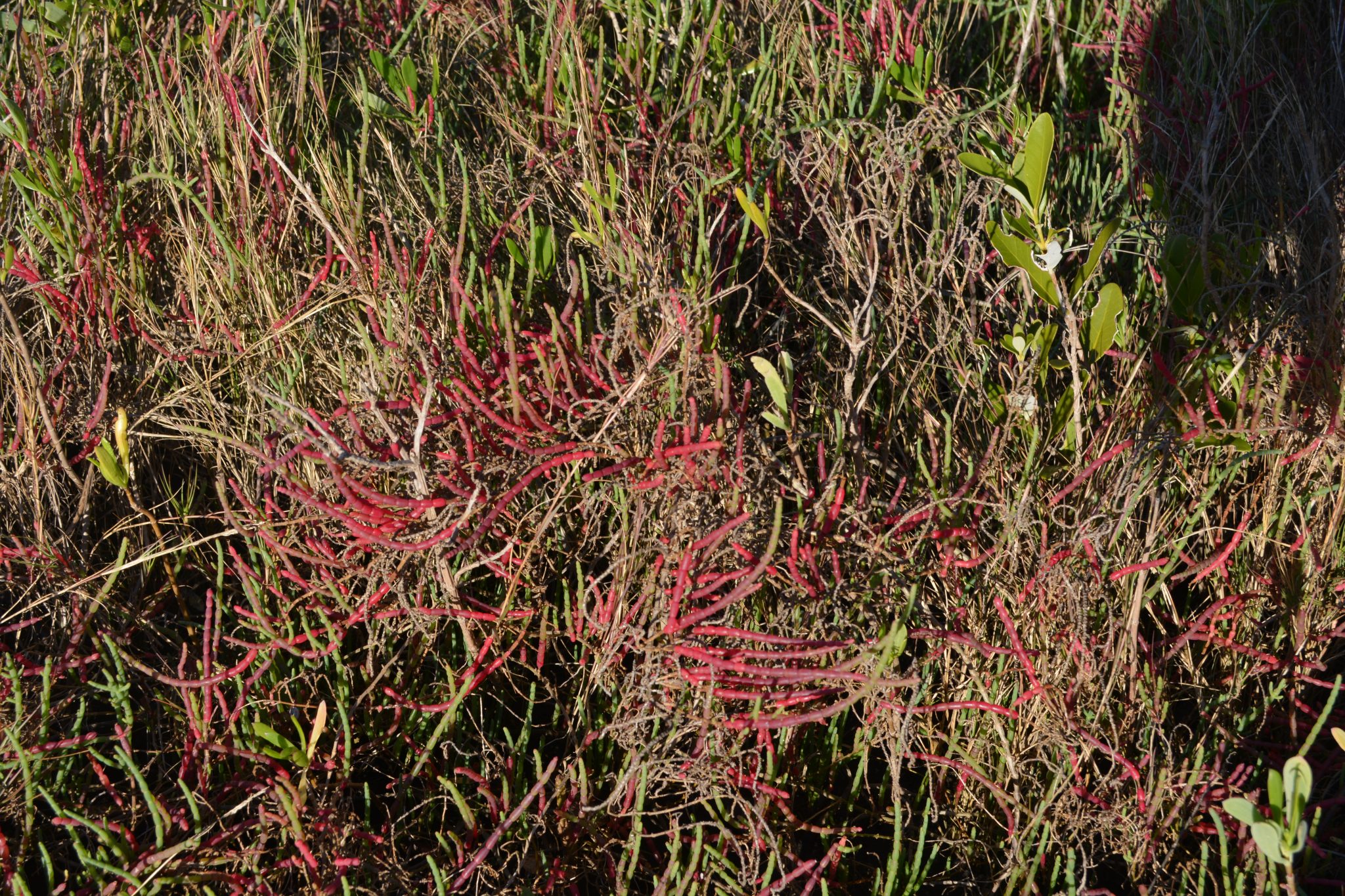 Glasswort Galore Eat The Weeds and other things, too