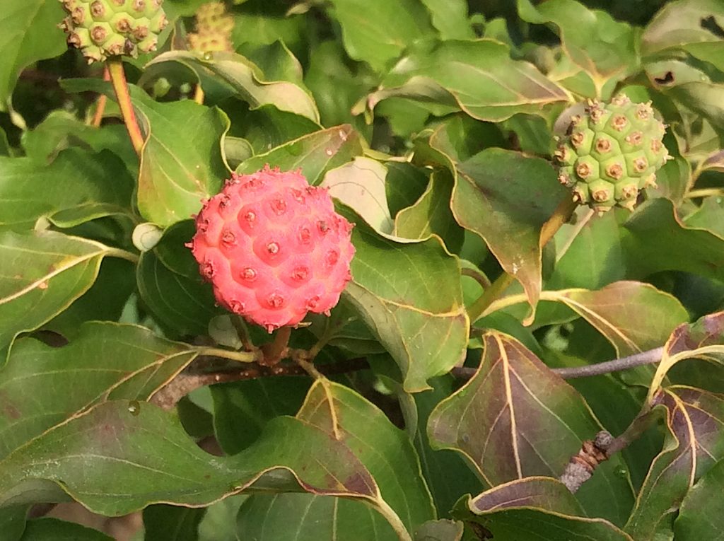 Kousa Dogwood - Eat The Weeds and other things, too