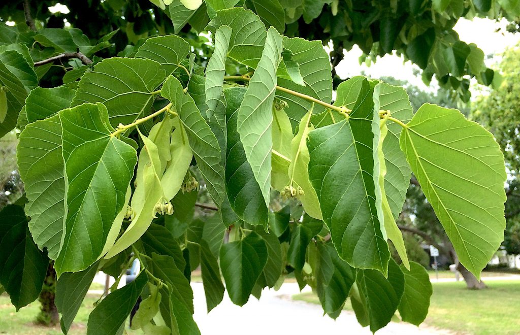 What Does a Basswood Tree Look Like? 