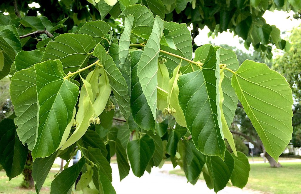 Carolina Basswood tree - Southern Native Trees