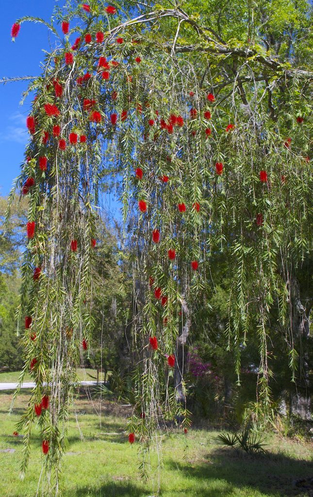 Bottlebrush Tree - Eat The Weeds and other things, too