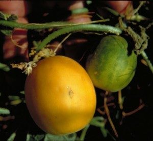 The Duraim Melon, Cucumis melo var. dudaim