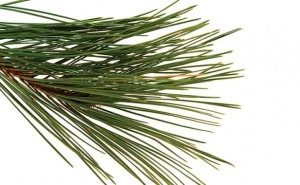 Length and number of needles in a bundle help identify pine species. 