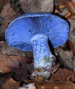 Indigo Lactarius, photo by Mushroom Observer