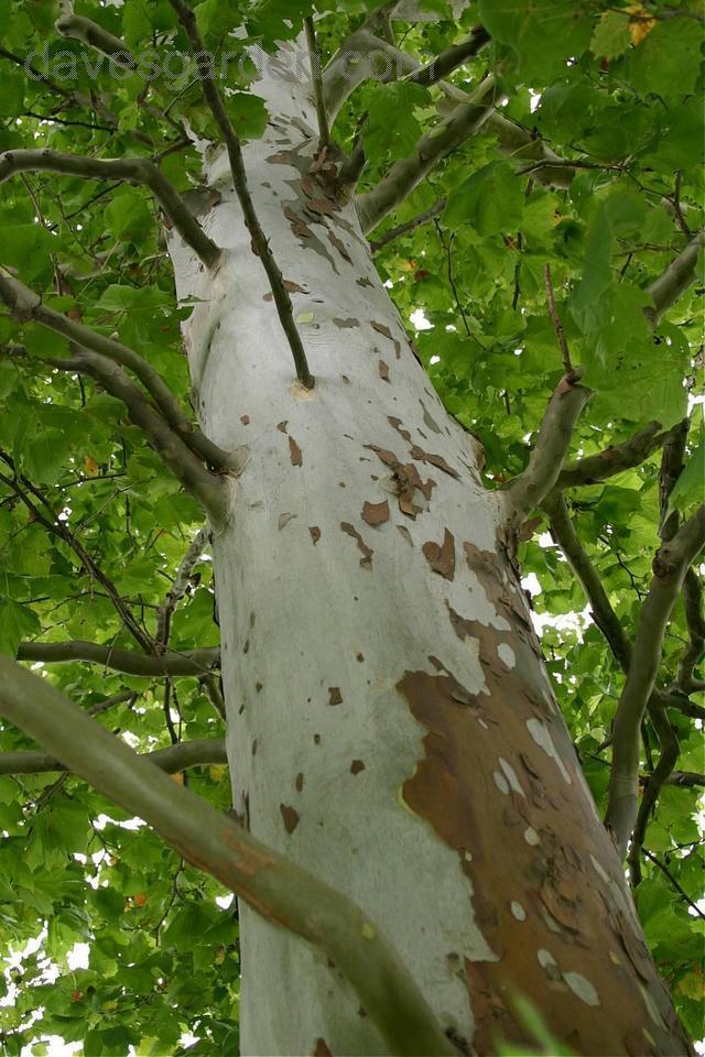 Sycamore has distinctive bark