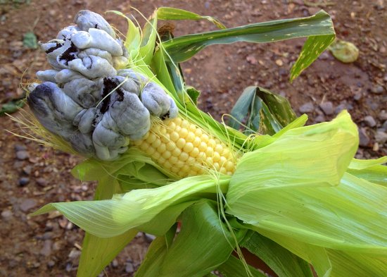 1-corn-smut-2.jpg