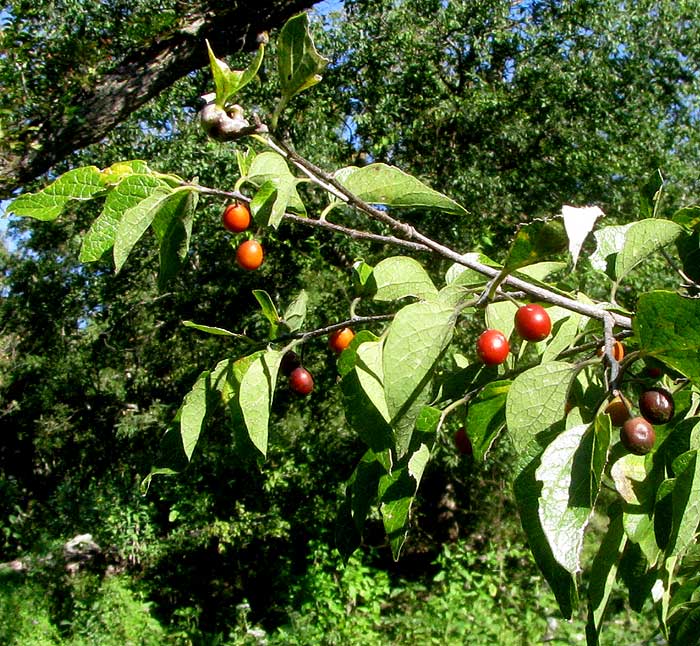 There are several species of Sugarberries. Photo by Backyard Nature. 