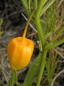 Ground cherries are sweet but must be tested for bitterness.