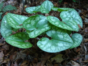 Don't confuse Wild Ginger with Hexastylix arifolia