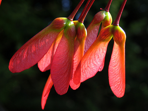 Maple seeds are edible