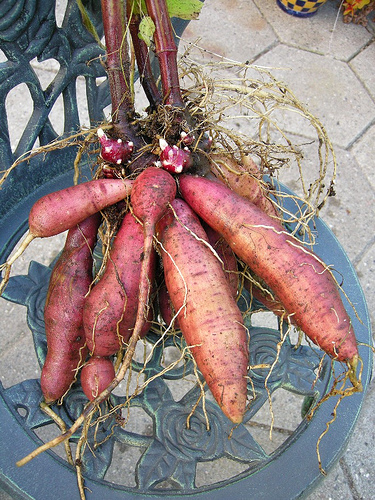 Yacon Root - North American Herb & Spice