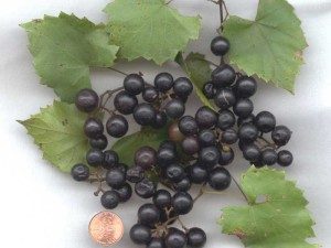 Southern muscadine grapes, photo by Southern Matters.