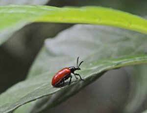 There are big hopes that the like Air Potato Beetle can make a dent in the invasive plant.