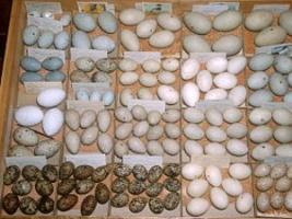 Part of Ralph's egg collection, photo courtesy of Carrol Henderson