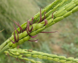 Female blossoms of the Eastern Gamagrass are also distinctive. 