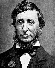 Henry David Thoreau, a chestnut nut