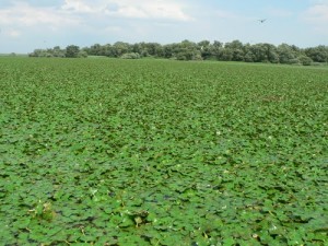 Water Chestnut covering a lake