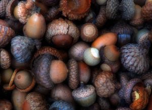 There's a wide variety of acorns and flavors. 