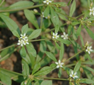 Low-growing Carpetweed