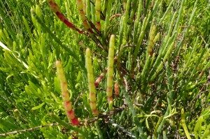 Glasswort