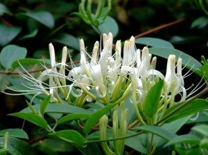 Blossoms have sweet nectar. 