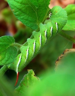 Tomato Tobacco Hornworms - Eat The Weeds and other things, too