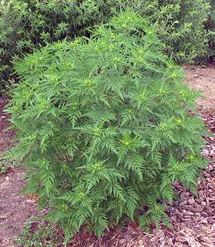Ragweed - Eat The Weeds and other things, too