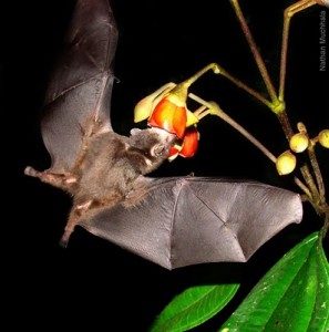 Geoffery Tailless Bat
